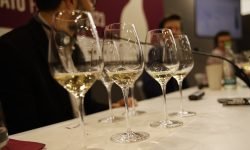 Slow Wine Fair 2024: dove la viticoltura è buon esempio per una nuova agricoltura