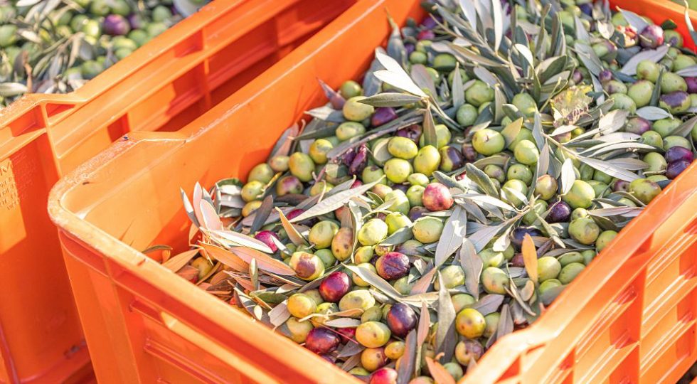 Non solo il vino, anche l’olio soffre le giacenze. Allarme dei frantoiani: “Ritiro delle olive a rischio”