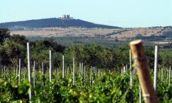 Mundus Vini, al Parco Marano 2019 di Giancarlo Ceci la medaglia d’oro