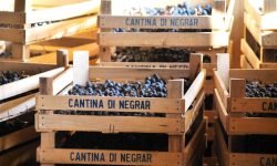 Amarone della Cantina Valpolicella Negrar sugli scudi al Berliner Wein Trophy 2024