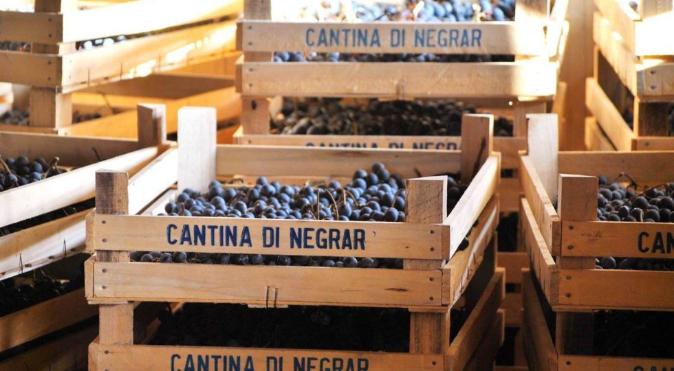 Amarone della Cantina Valpolicella Negrar sugli scudi al Berliner Wein Trophy 2024