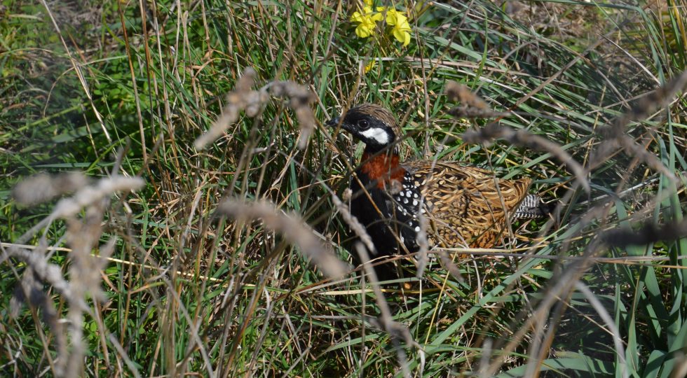 Il Francolino torna a volare in Sicilia dopo 150 anni grazie a Planeta e Fondazione Internazionale Biodiversità del Mediterraneo