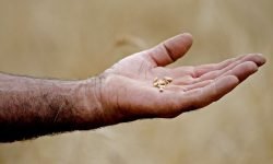Il ciclo di lavorazione del grano Solina in un documentario