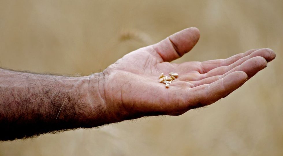 Slow Grains Italia si incontra a Caltanissetta per scommettere sui grani tradizionali