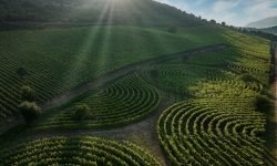 Un’azienda del Lazio ha realizzato un vigneto-labirinto in cui perdersi per ritrovarsi