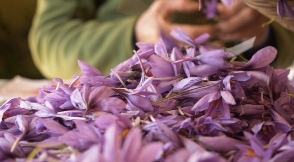 Lo zafferano dell’Aquila dop in un gin, un primato tutto abruzzese