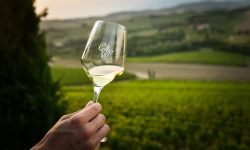 Consorzio Collio, in attesa dei 60 anni di denominazione si lavora su sostenibilità e rispetto del territorio