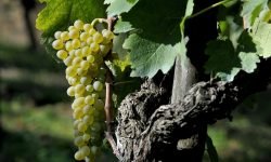 Master sulla Falanghina del Sannio Dop, a Benevento l’attesa finalissima