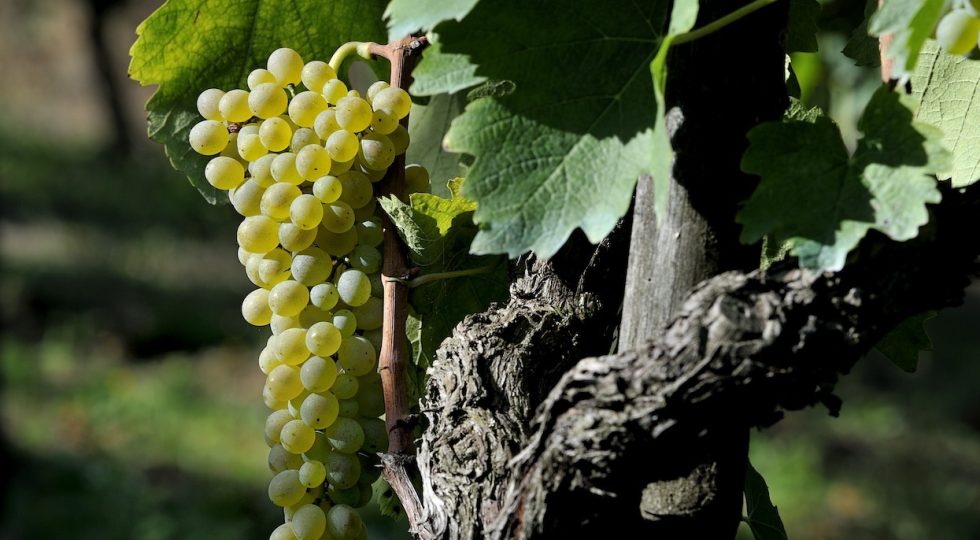 Master sulla Falanghina del Sannio Dop, a Benevento l’attesa finalissima