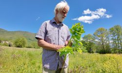 La pastinaca di Capitignano, un gusto che evoca lo spirito dei Natali passati