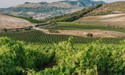 Sicilia en Primeur, Planeta presenta i vini del territorio di Menfi