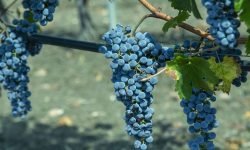 Colomba Bianca presenta il libro sulle uve alla scoperta delle vigne della Sicilia