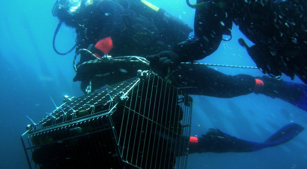 Tenuta del Paguro, i vini affinano in mare aperto a 30 metri di profondità nella vecchia piattaforma offshore