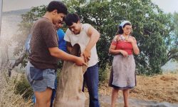 La cicerchia, il prezioso legume di Castelvecchio Calvisio da riscoprire
