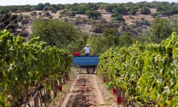 In Sicilia anticipo record di vendemmia con la siccità che morde