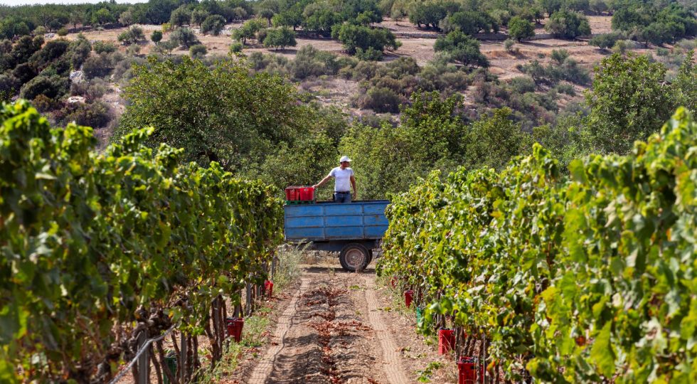 In Sicilia anticipo record di vendemmia con la siccità che morde