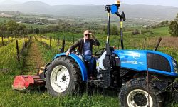 Nel casertano azienda rilancia l’antico vitigno atutoctono “Ingannapastore”