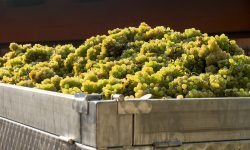 In Puglia vendemmia iniziata con due settimane di anticipo