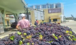 La cantina Colle Moro dà il via alla vendemmia 2024