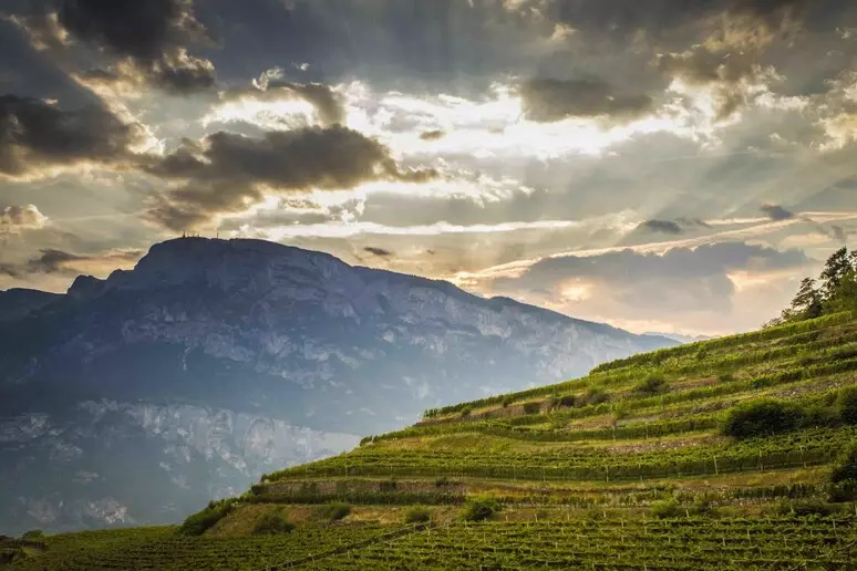I migliori vini del Trentino premiati dal Gambero Rosso