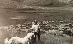Storie di pastori e transumanza nello spettacolo Tratturo Magno che debutta ad Avezzano
