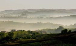 Il Moscato d’Asti oltre i dazi. Distillazione di soccorso e nuovi mercati per uscire dalla crisi dello spumante dolce