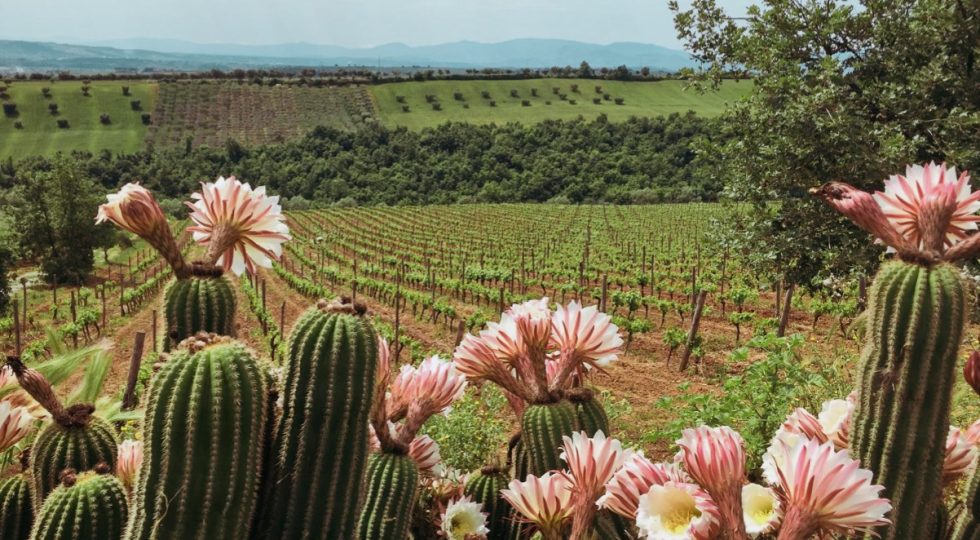 Calabria magica e sconosciuta, biodiversità unica e preziosa. “Il governo difenda i nostri prodotti”