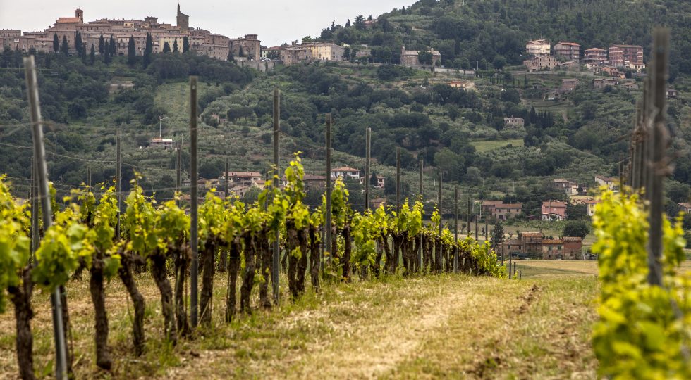 Il Gamay del Trasimeno, da un nome “sbagliato” a simbolo di un territorio