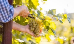 Glera, si studiano cinque nuove varietà resistenti per il Prosecco del futuro