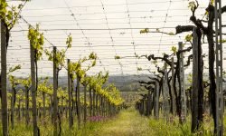Un bando da 6 milioni per ristrutturare e riconvertire i vigneti in Abruzzo