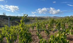 “Divino” è il distretto agroalimentare di qualità della Basilicata pronto a cambiare le sorti della viticoltura regionale