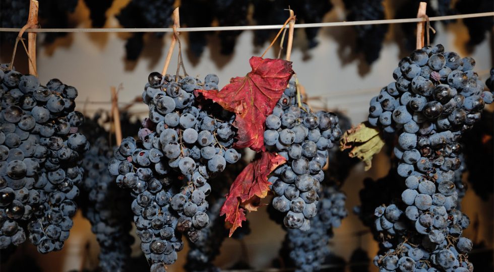 “Appassimenti aperti”, a Serrapetrona si bissa con il vitigno autoctono Vernaccia nera