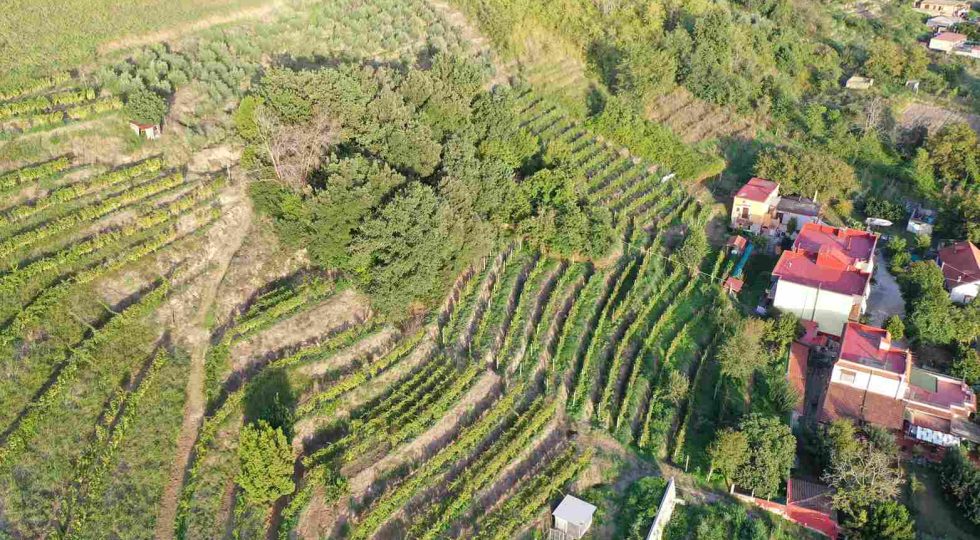 Dalla viticoltura eroica alla città del vino, la Dop “Campi Flegrei” compie trent’anni
