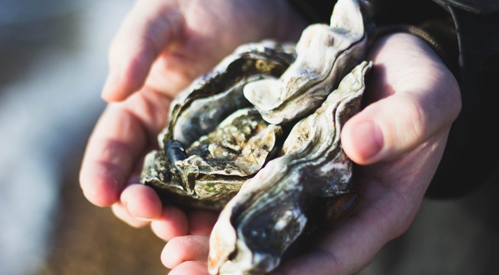 Il campo larghissimo degli ostricari, alleanza bipartisan per abbassare l’Iva sul mollusco vip