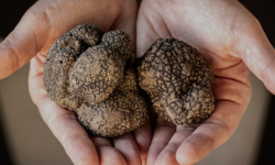 La stagione del tartufo in Abruzzo parte in salita per la siccità. A ottobre si stima un 30% in meno