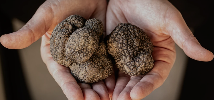 La stagione del tartufo in Abruzzo parte in salita per la siccità. A ottobre si stima un 30% in meno