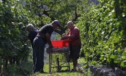 Condizioni climatiche troppo variabili, quest’anno niente previsioni sulla vendemmia
