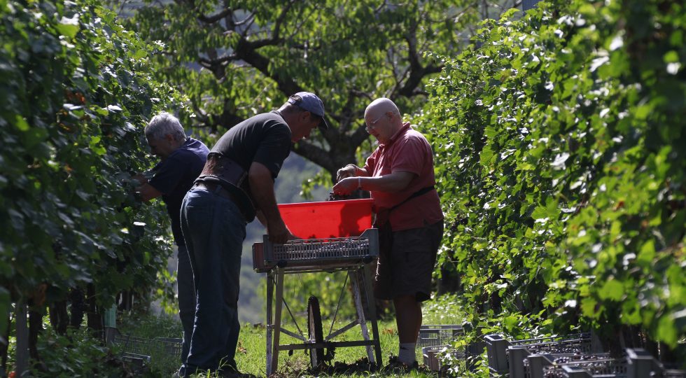 Condizioni climatiche troppo variabili, quest’anno niente previsioni sulla vendemmia