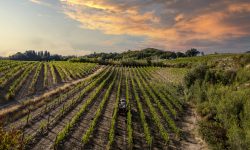 Montepulciano, una storia Nobile. Con la terza tipologia “Pieve” si punta all’effetto traino e a 11 milioni di bottiglie