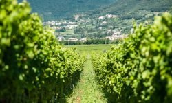 Mattj di Roeno, il Pinot Grigio macerato in anfore di terracotta