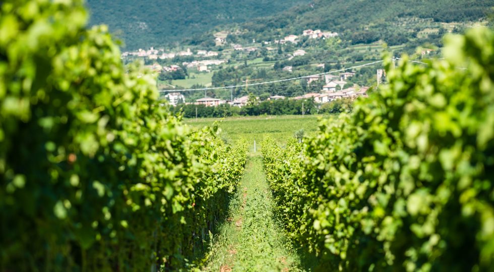 Mattj di Roeno, il Pinot Grigio macerato in anfore di terracotta