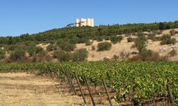 Pazienza, determinazione e non “primitivizzare” il vino pugliese. La sfida ai grandi di un produttore di Nero di Troia