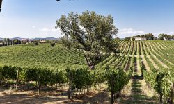 Cantina Vignaioli del Morellino di Scansano lancia San Bruzio, Superiore Maremma Toscana Doc 2023