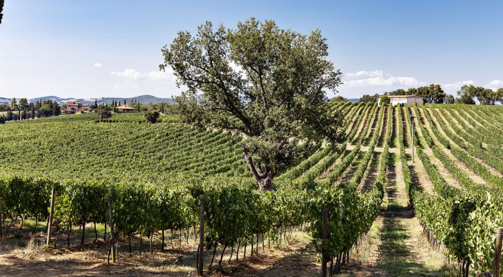 Cantina Vignaioli del Morellino di Scansano lancia San Bruzio, Superiore Maremma Toscana Doc 2023