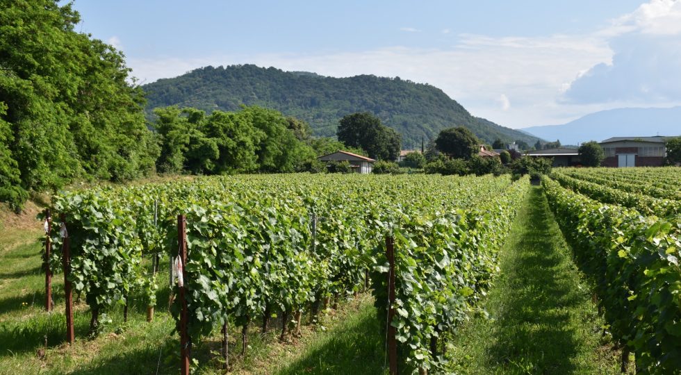 La “serie M”: ecco i portainnesti che migliorano la qualità dei vini scoperti da un gruppo di scienziati