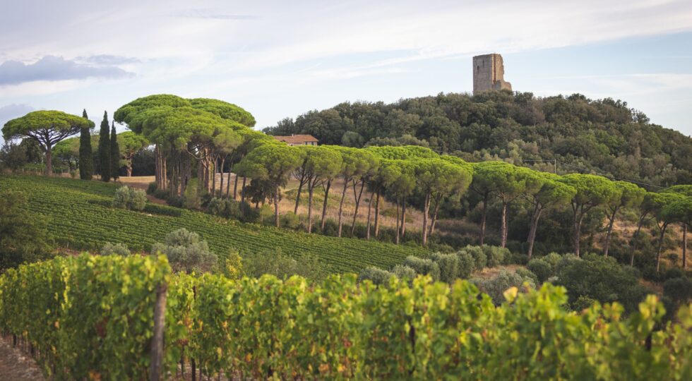 La famiglia Fratini apre un nuovo capitolo della storia vitivinicola di Bolgheri