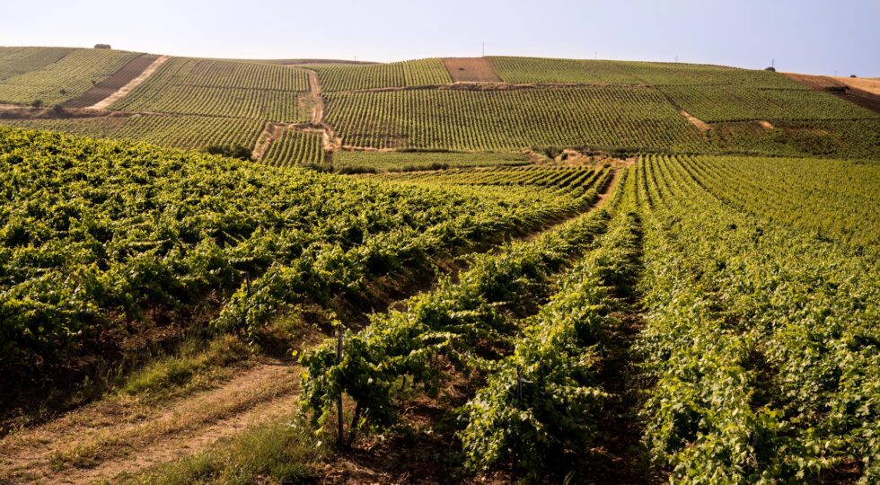 Lucido, al Vinitaly una masterclass sui risultati delle sperimentazioni sullo storico vitigno