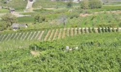 Da varietà autoctone dimenticate due amici ridanno vita al vino di Annibale in val di Susa