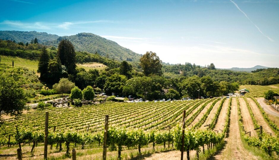 Come la tecnologia sta rivoluzionando il mondo del vino