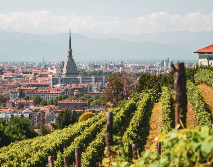Vigne urbane: coltivare uva (e fare vino) in città è davvero sostenibile e conveniente?